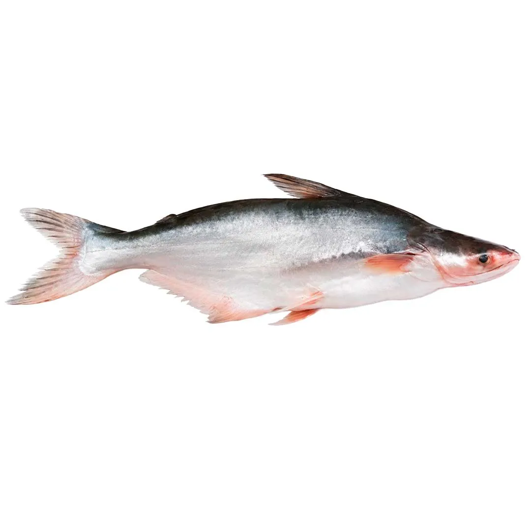 Basa