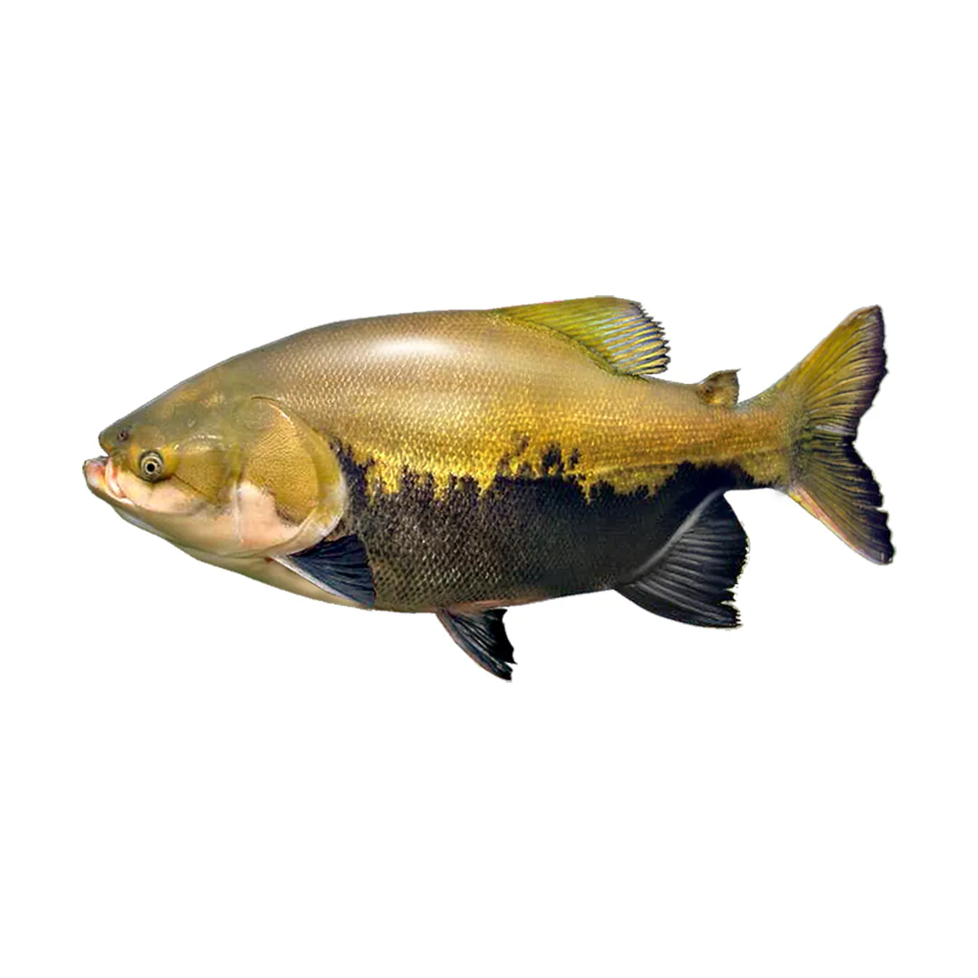 Gamitana