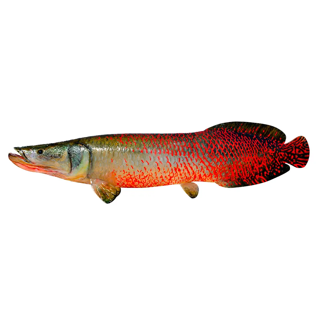Paiche