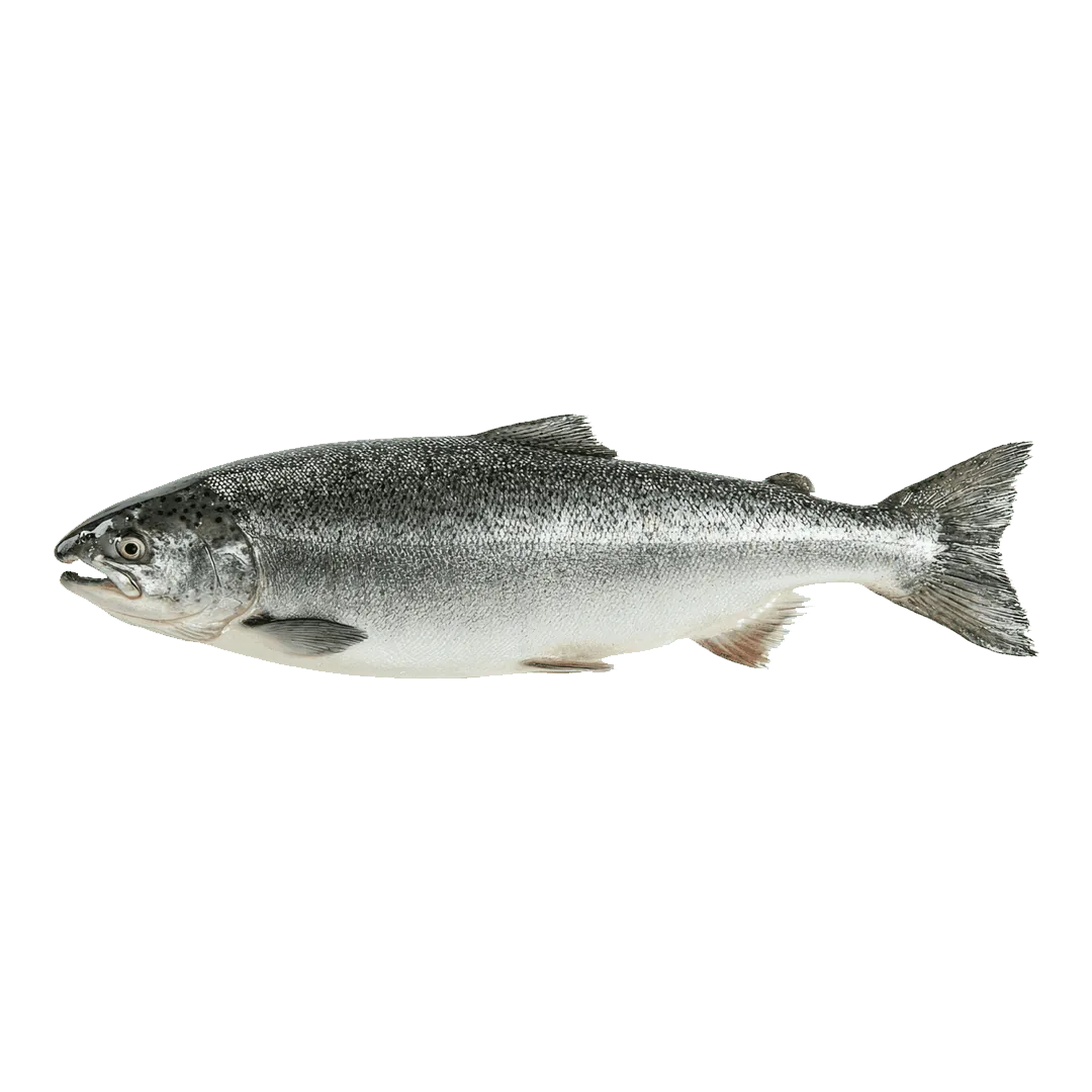 Salmón