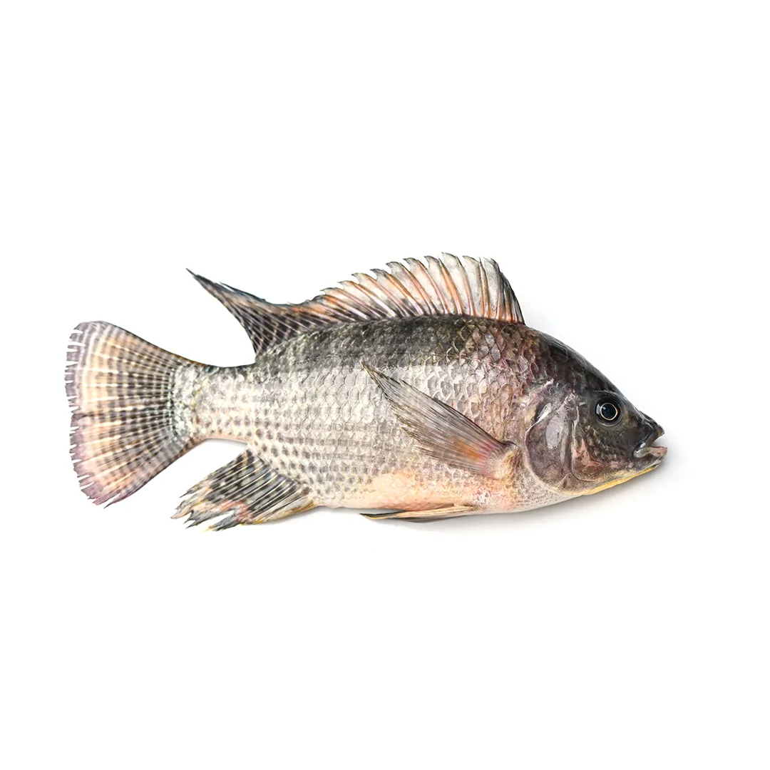 Tilapia